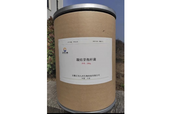 Bacillus coagulans